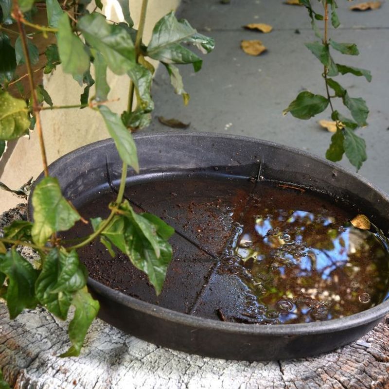 NEVER Leave Water Stagnant