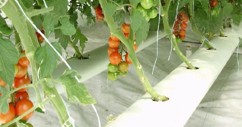 Master the Nutrient Solution