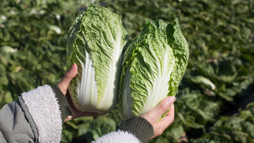 napa cabbage vegetable