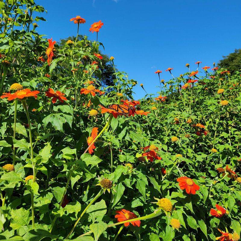 Mexican Sunflower
