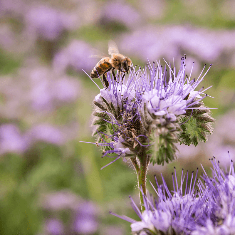 Phacelia (Phacelia tanacetifolia)