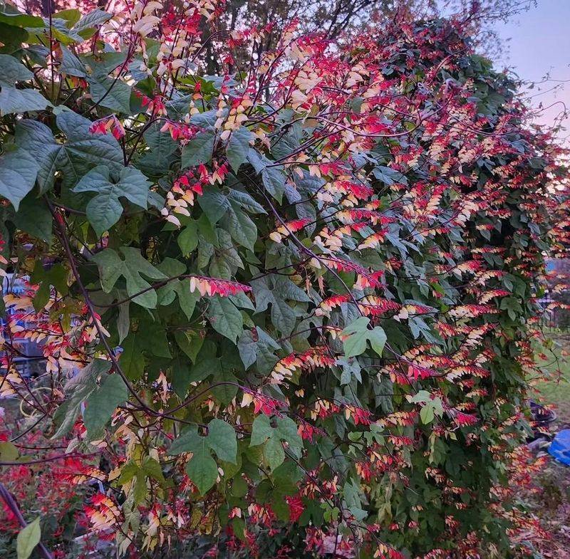 Firecracker Vine