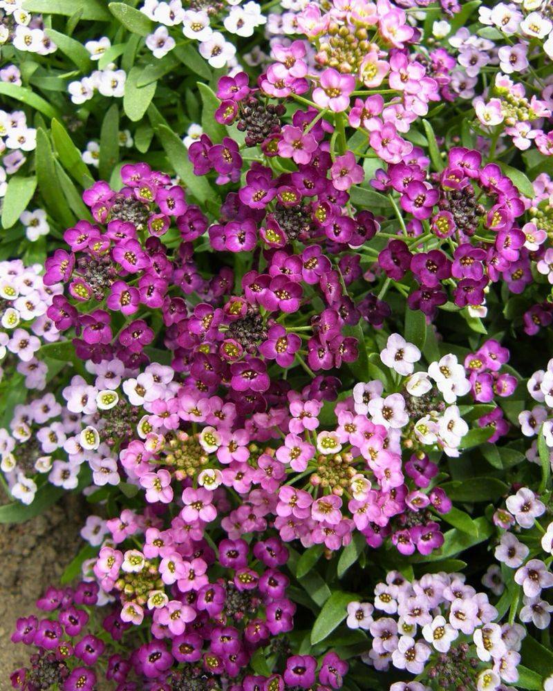Alyssum