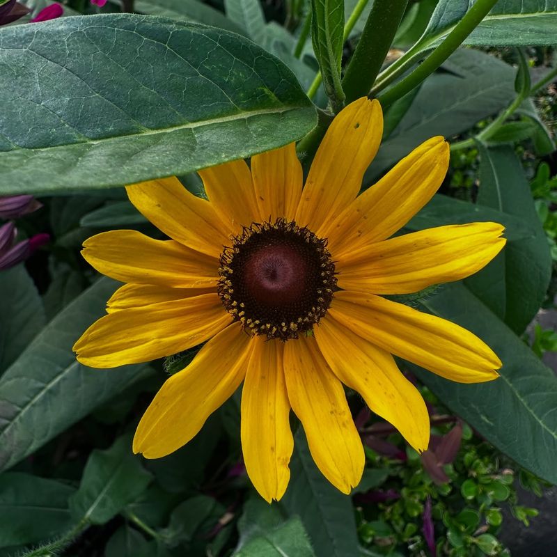 Black-Eyed Susans