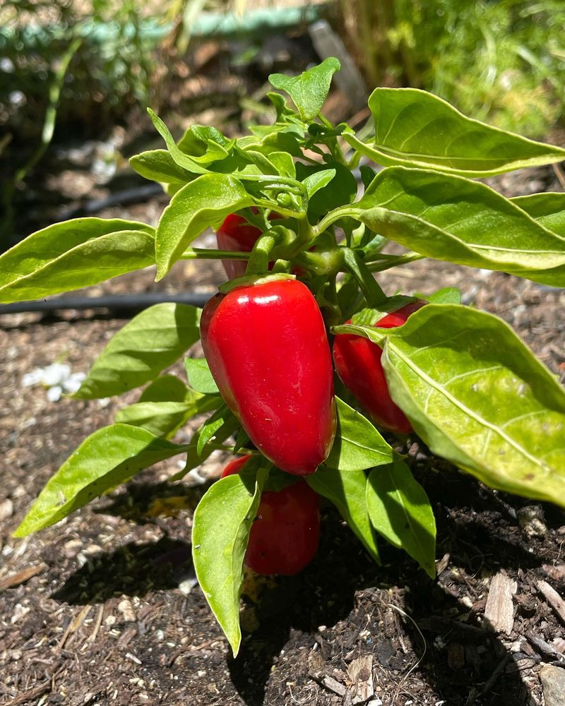 Bell Peppers
