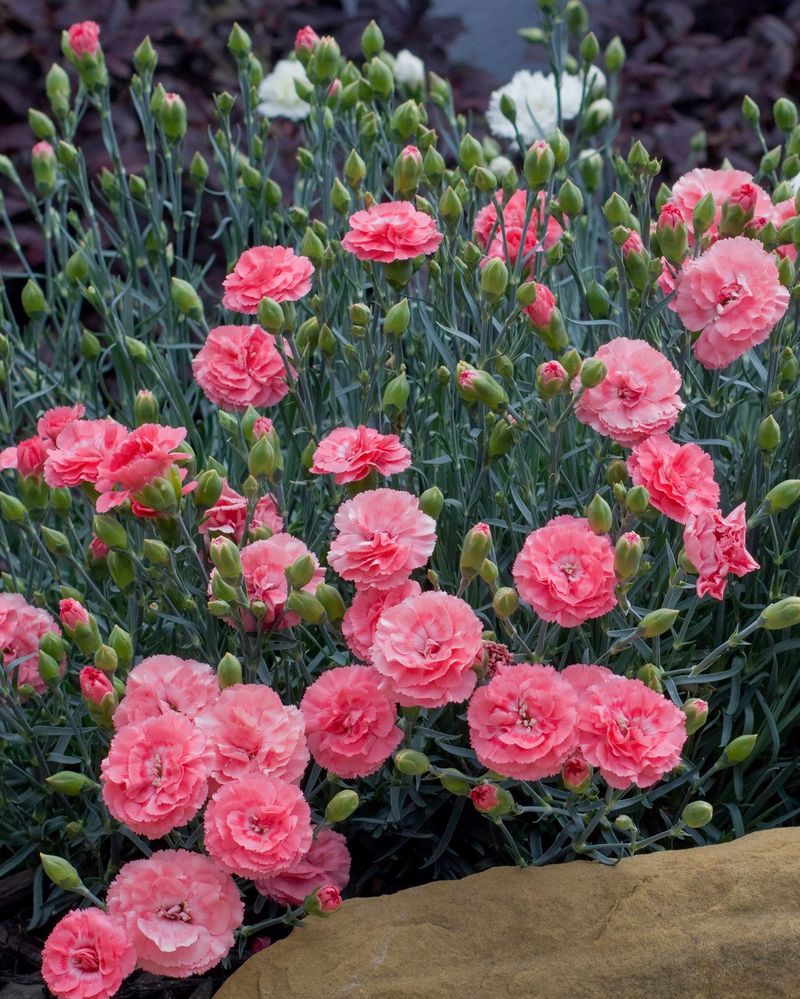 Dianthus
