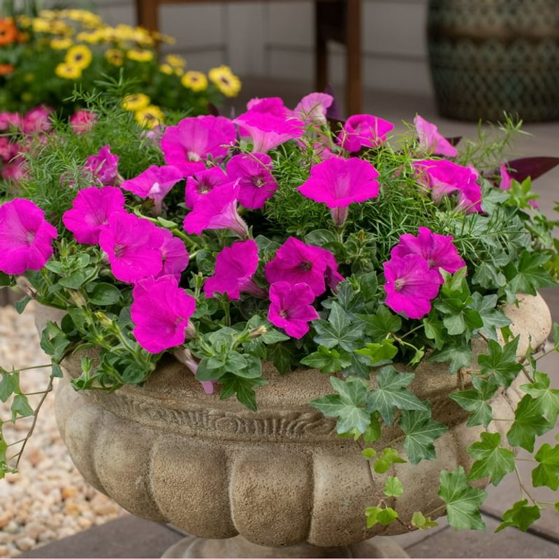 Petunias