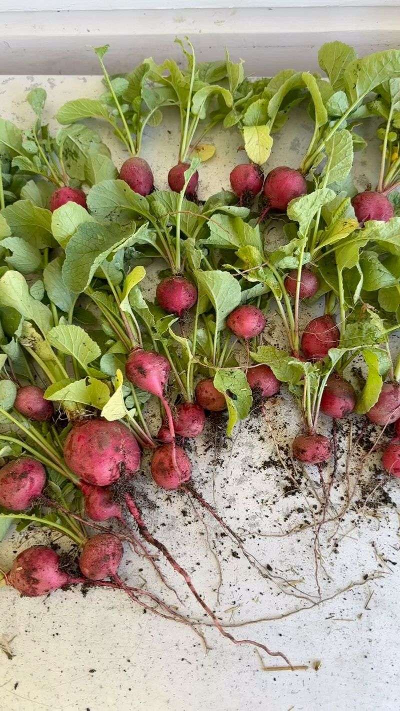 Radishes