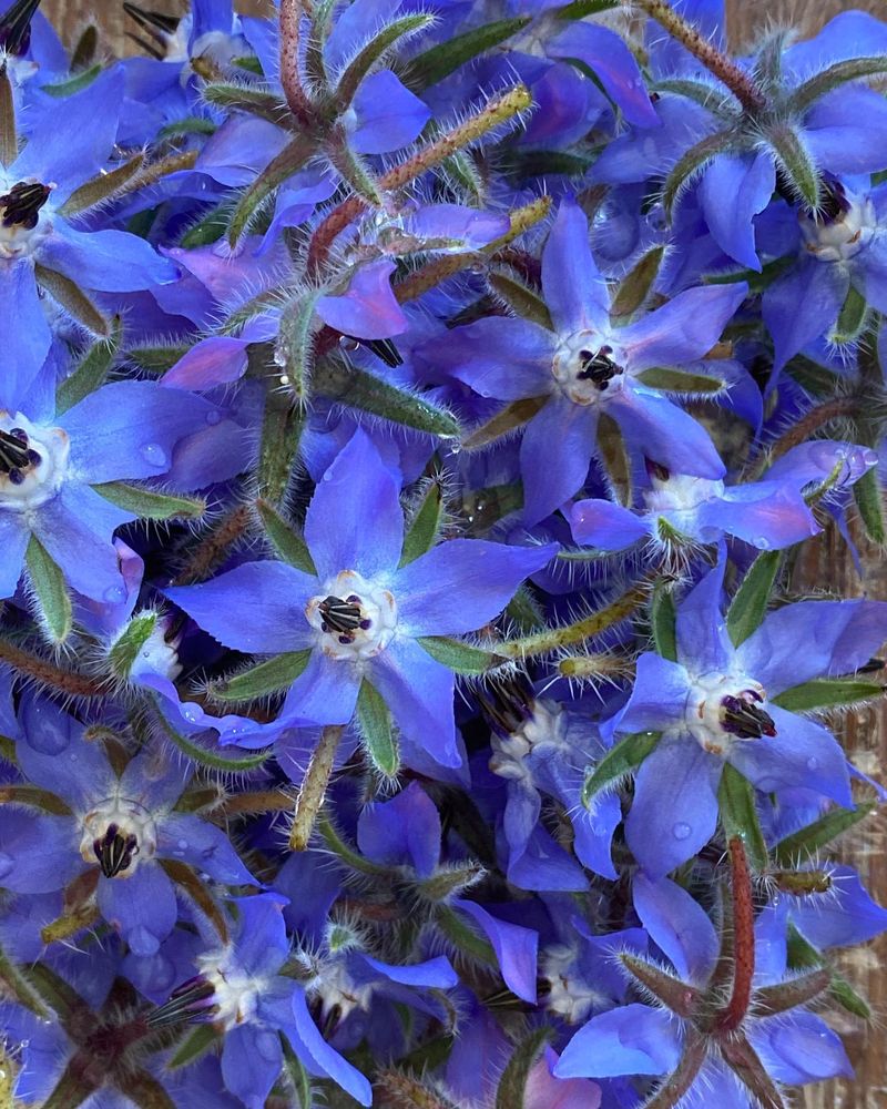 Borage