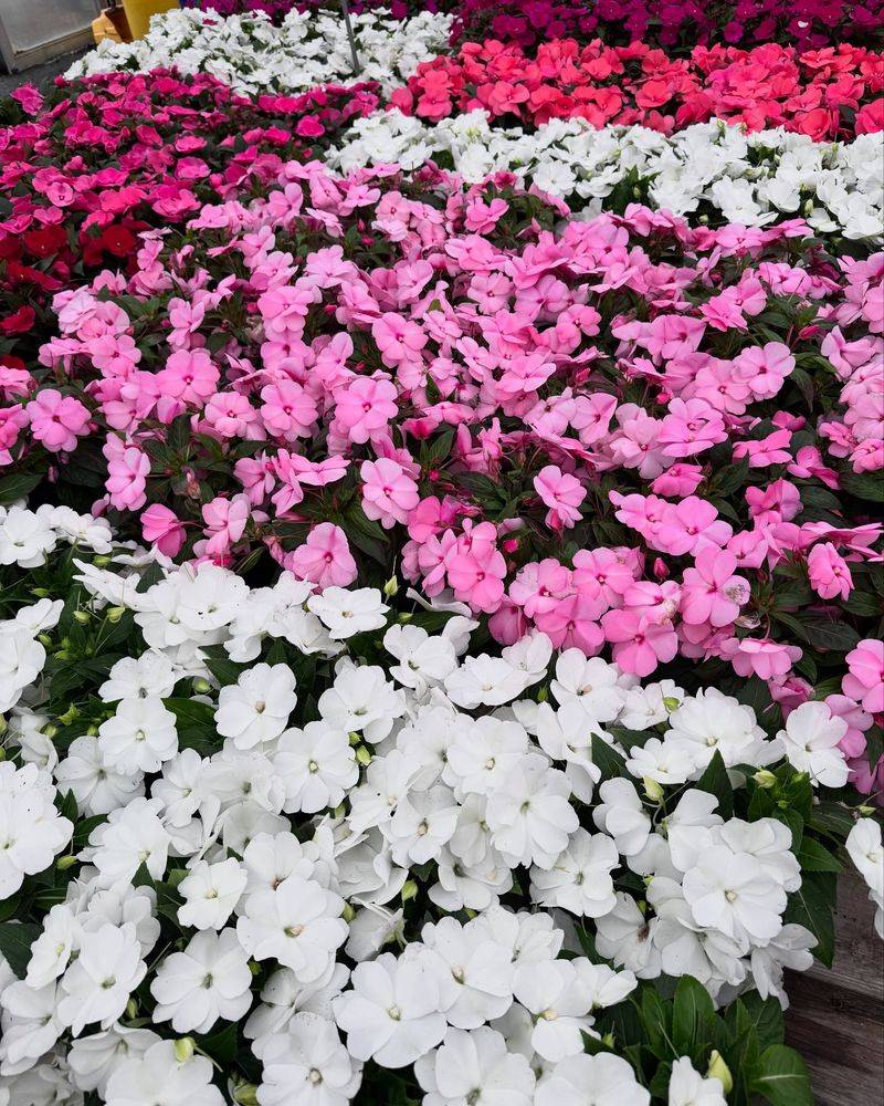 Impatiens