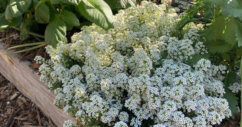 Sweet Alyssum