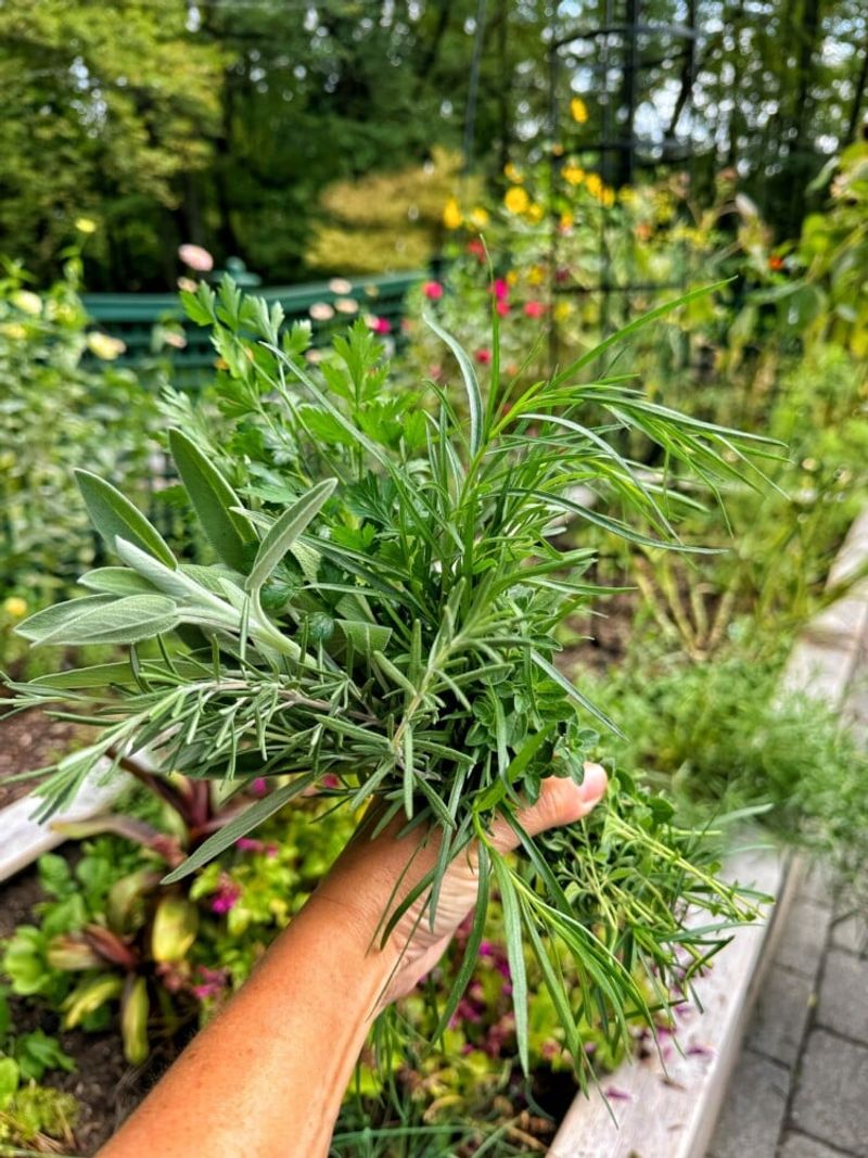 Aromatic Herbs Confuse Tree Pests