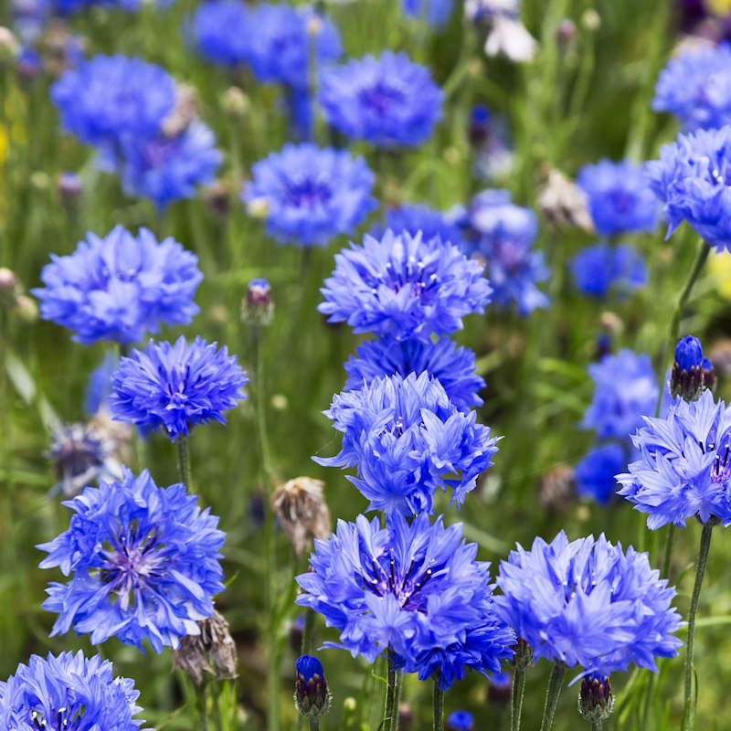 Bachelor's Buttons (Cornflowers): Quick Blue Blooms