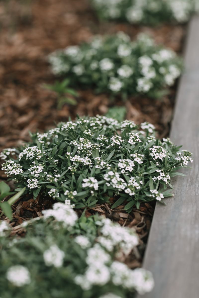 Sweet Alyssum: Fragrant Ground Cover