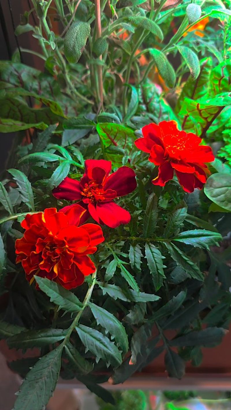 Marigolds: Pest-Repelling Powerhouses