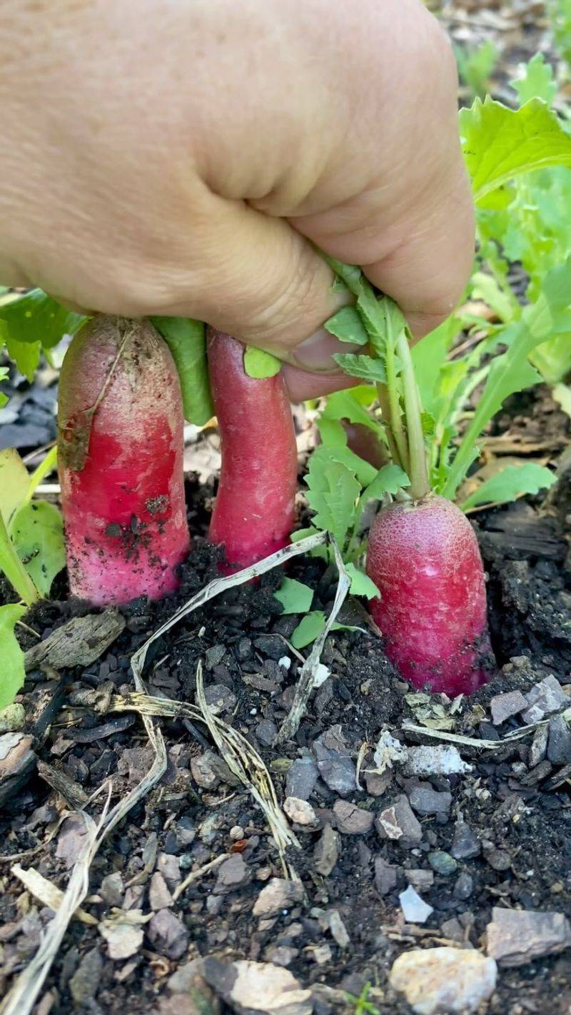 Radishes: Underground Cucumber Allies