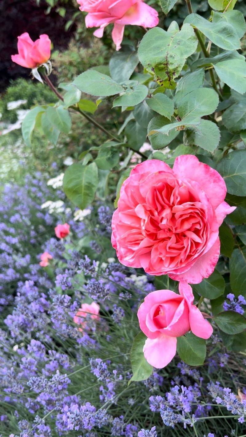 Lavender with Roses