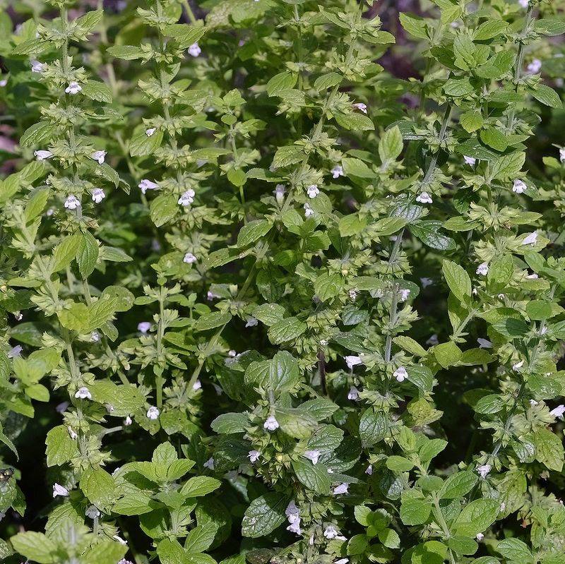 Lemon Balm