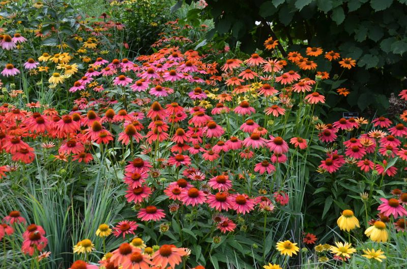 Butterfly-Attracting Coneflowers For Wildlife