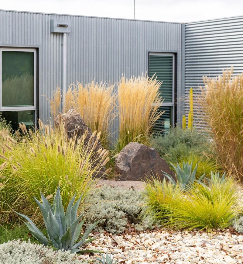 Gravel and Ornamental Grasses