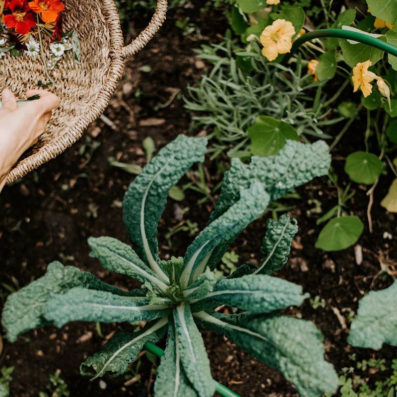 Companion Flower Planting