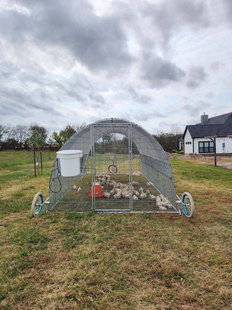 Chicken Tractors