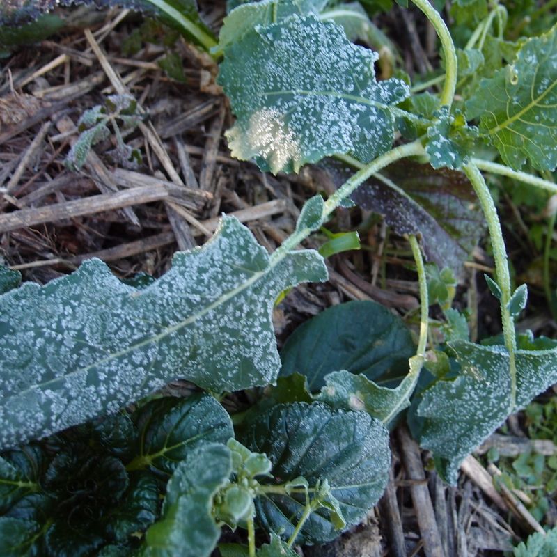 Low-Lying Frost Pockets