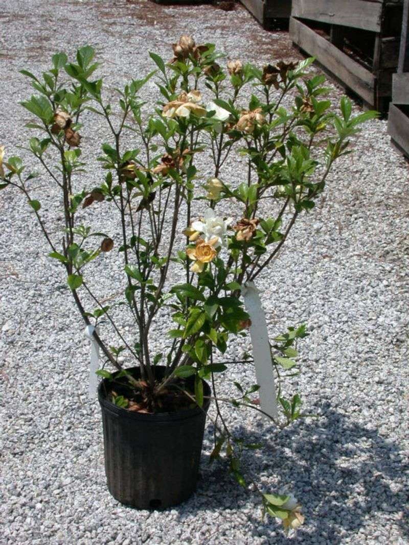 In Containers Without Drainage