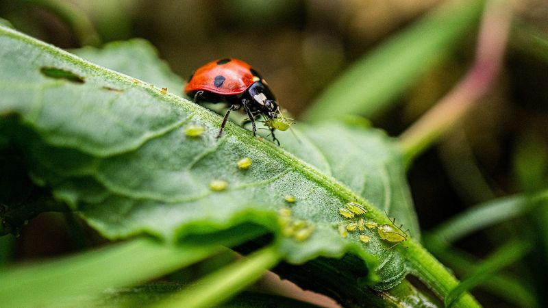 Beneficial Insects To The Rescue