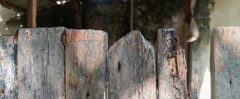 Decaying Wood Structures