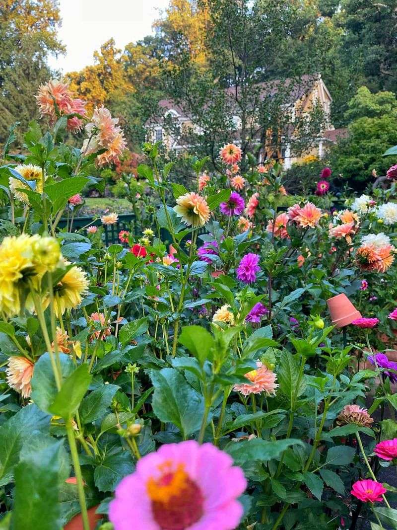 Overcrowding Plants