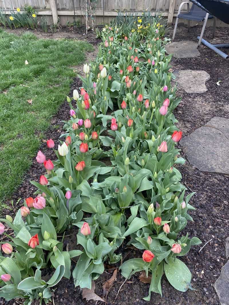 Choosing the Wrong Varieties