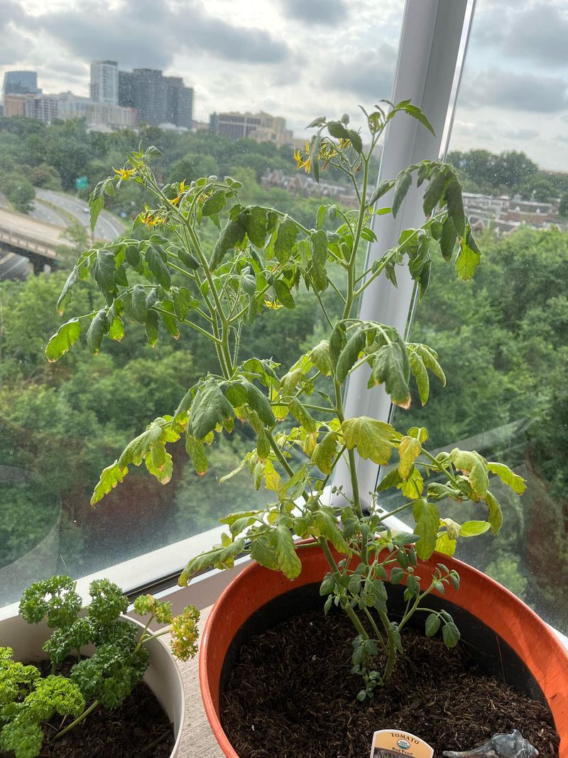 Overwatering Container Plants
