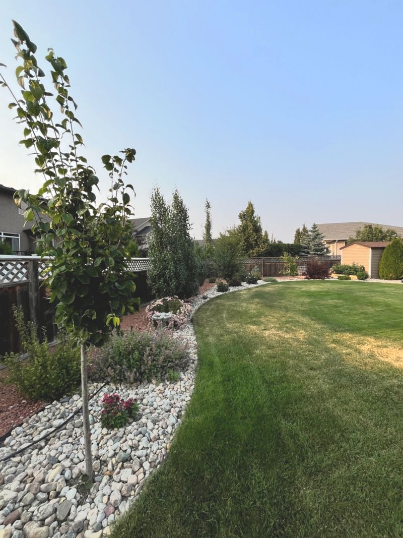 Planting Without Considering Mature Size