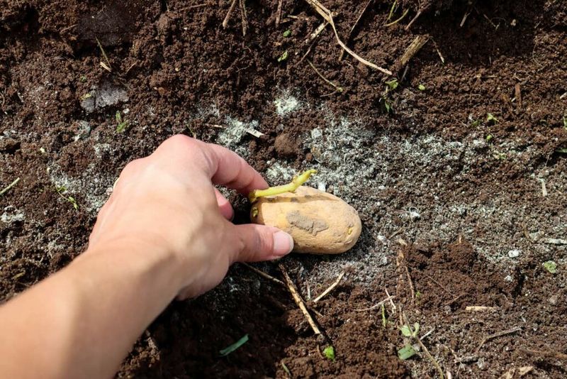 Planting In Unimproved, Compacted Soil