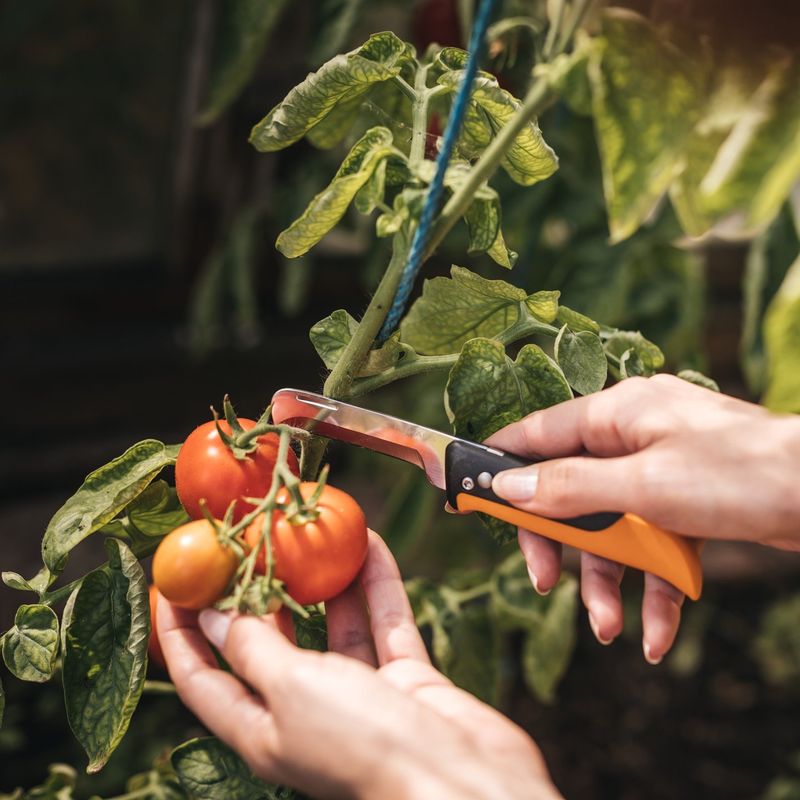 Harvesting During Peak Heat