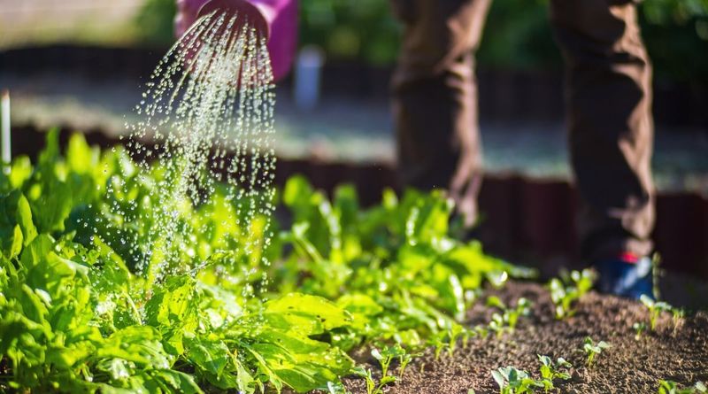 Midday Watering Mistakes