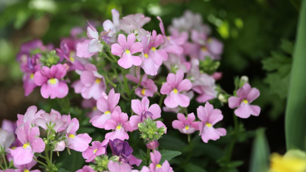 Nemesia
