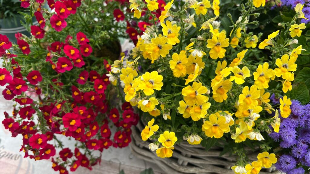 nemesia flowers