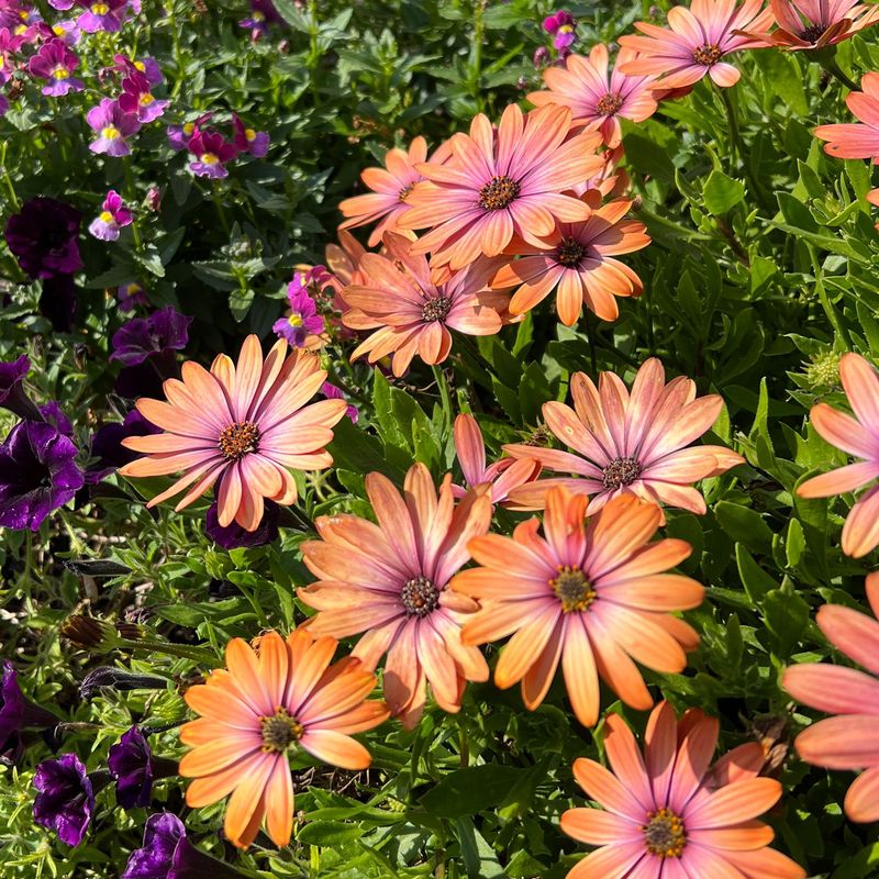 Osteospermum Abundance