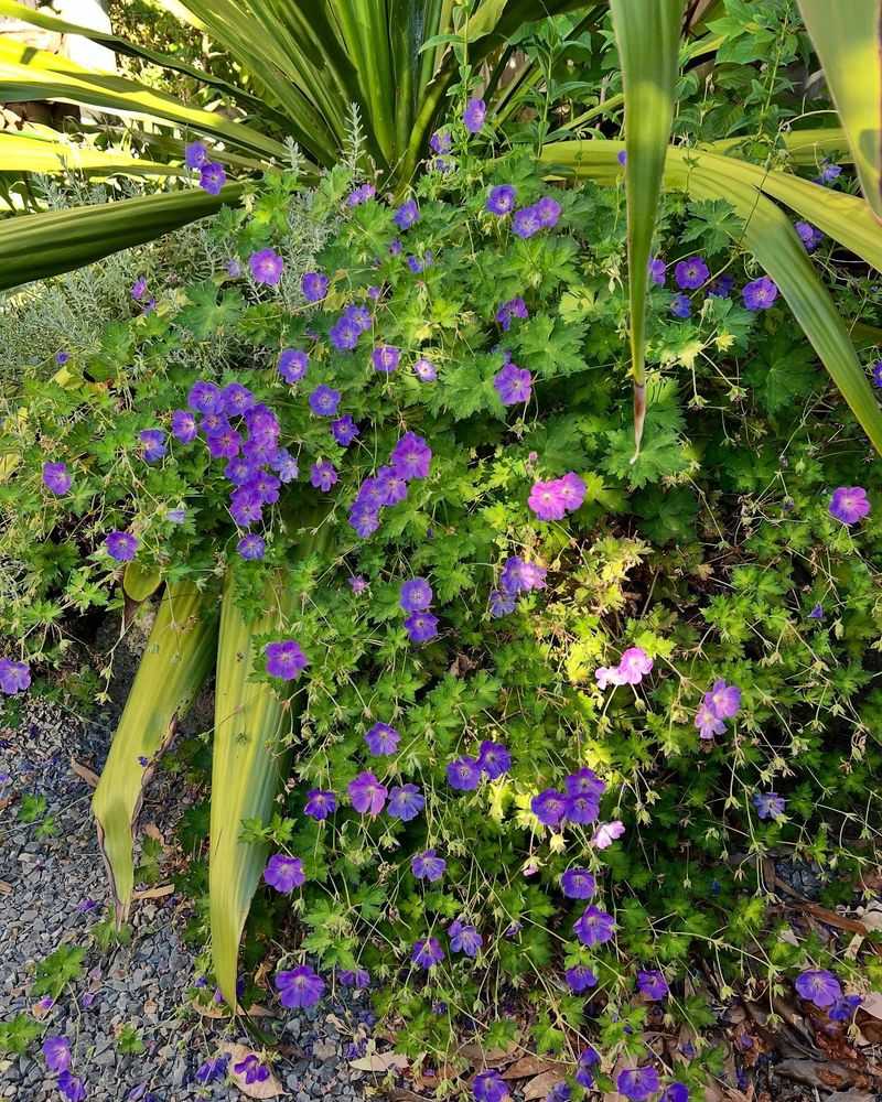Geranium