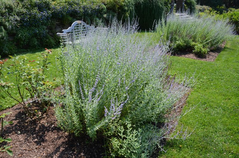 Perovskia (Russian Sage)
