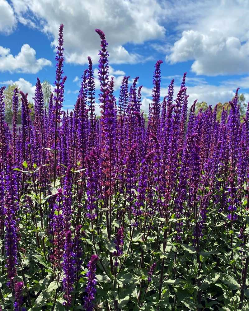 Salvia 'May Night'