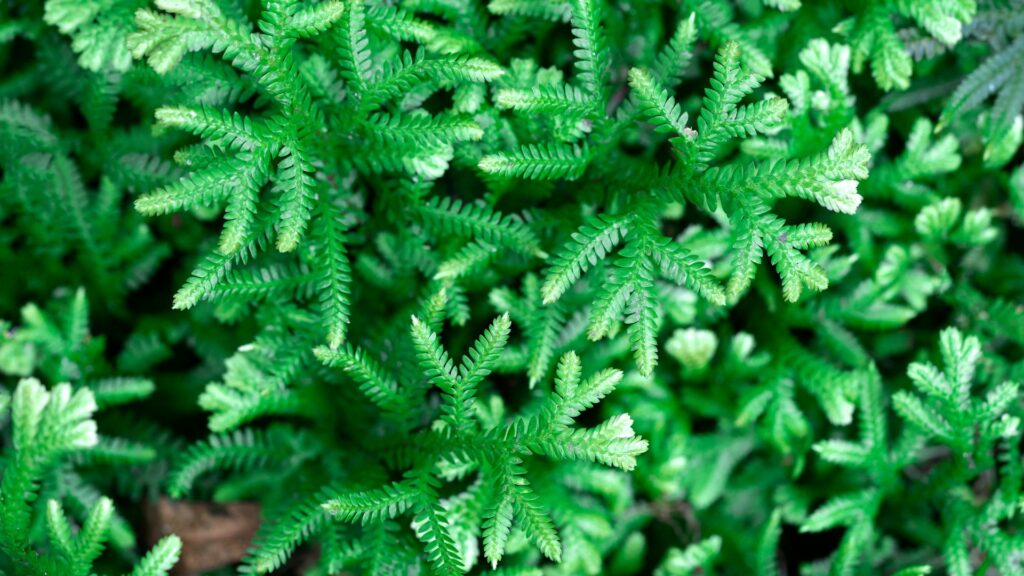 Nerve Plant (Fittonia albivenis)