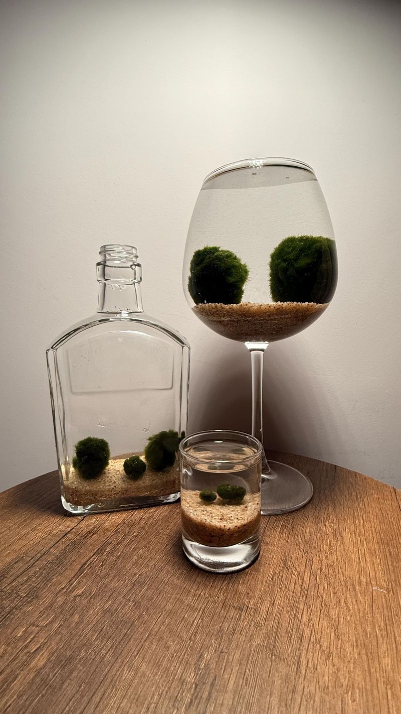 Marimo Moss Balls