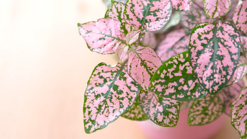 Polka Dot Plant: The Spotted Sufferer