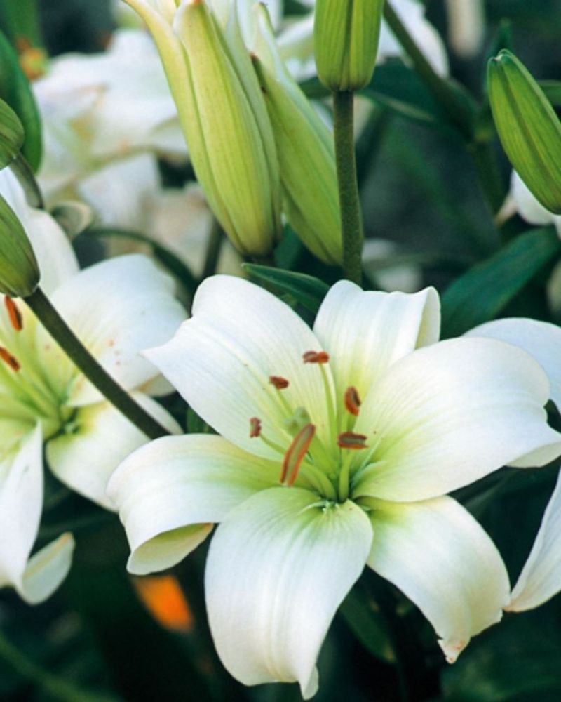 Don't Ignore End-of-Season Care