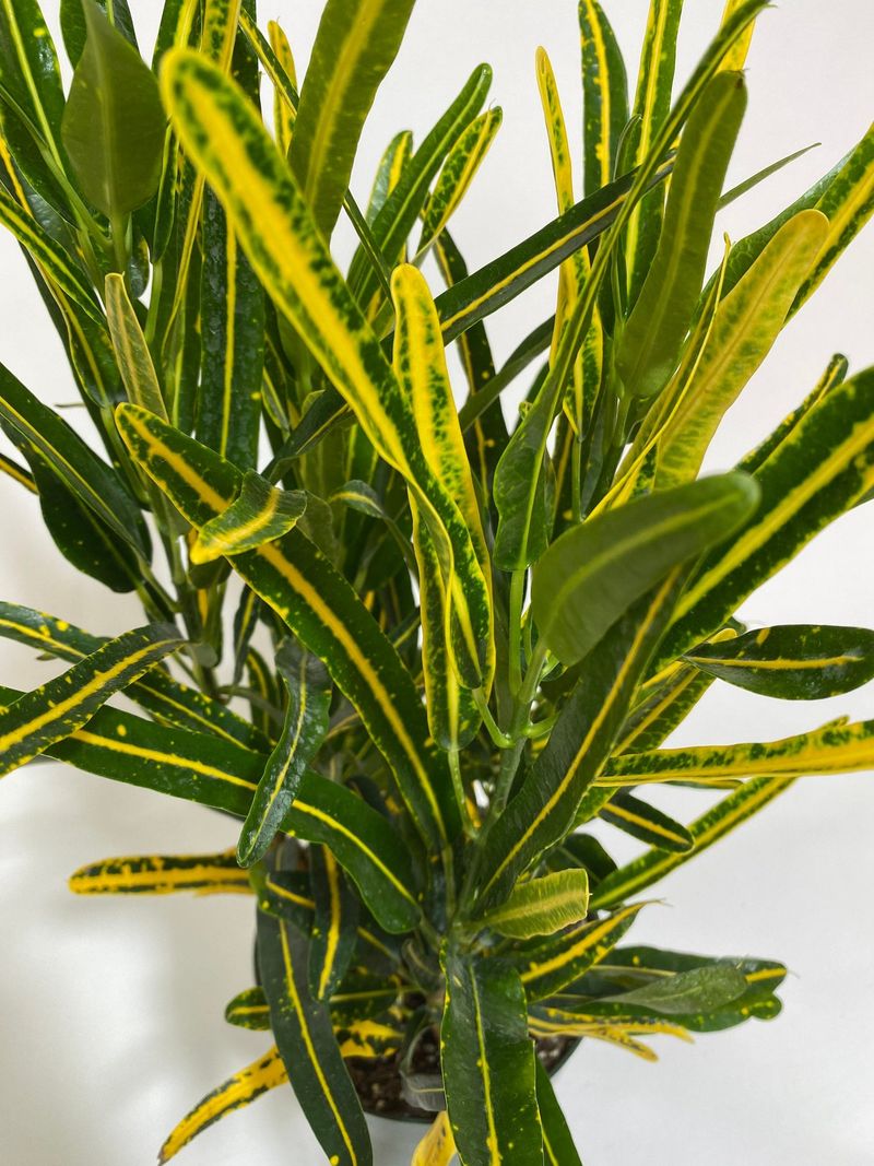 Banana Croton