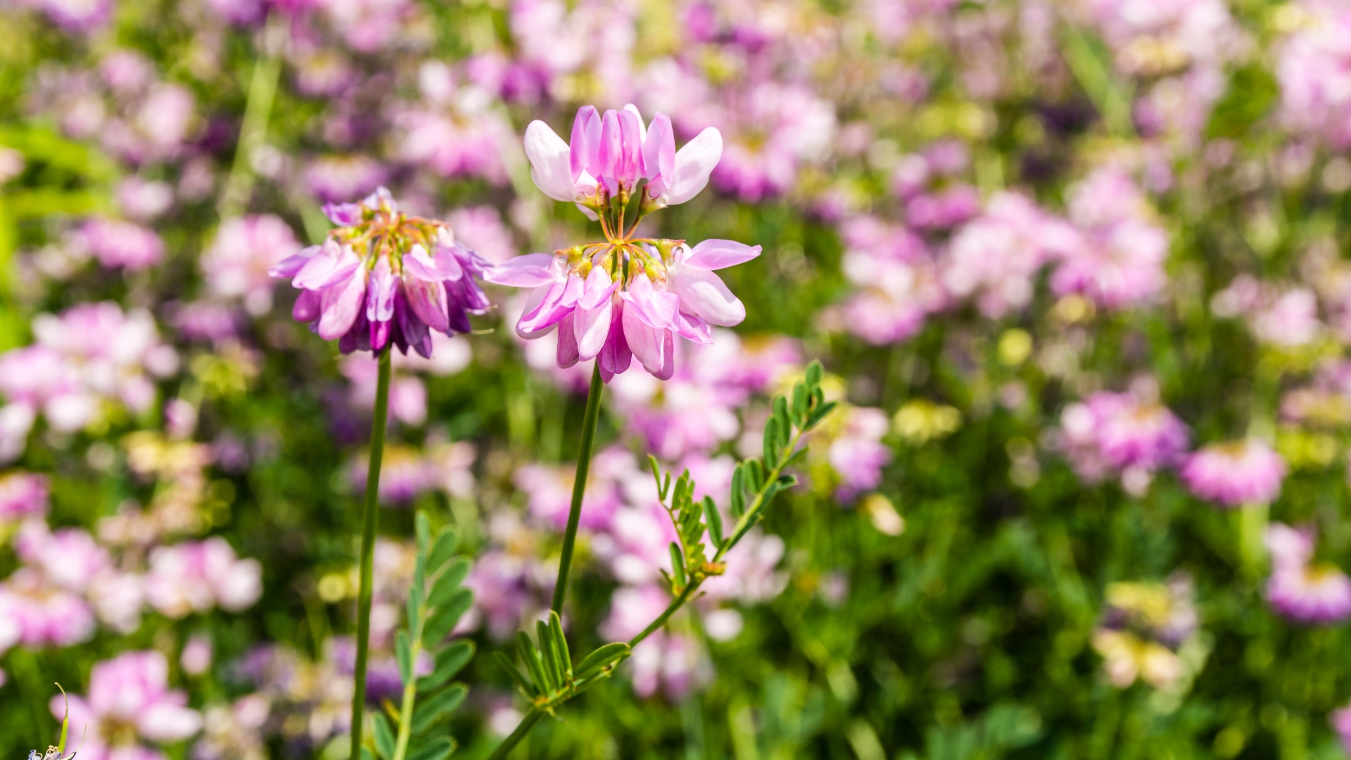 crown vetch