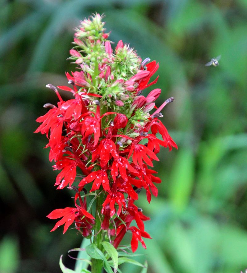 Cardinal Flower